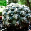 Gymnocalycium _calochlorum 'proliferum' P109_ 01